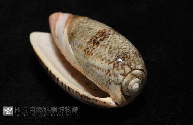 金唇榧螺藏品圖，第10張