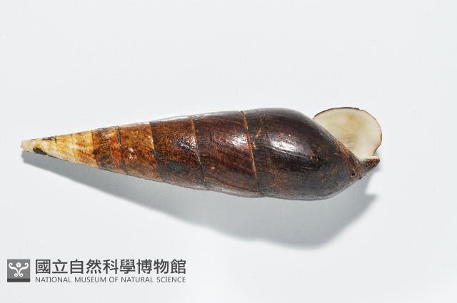 黑蜷藏品圖，第10張