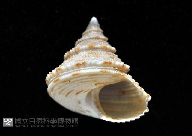 麗口螺之一種藏品圖，第10張