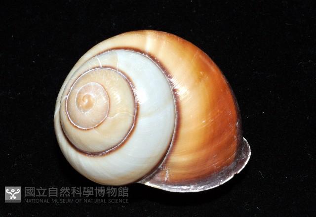 未知種光澤蝸牛藏品圖，第10張