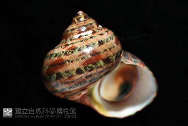 貓眼蠑螺藏品圖，第10張
