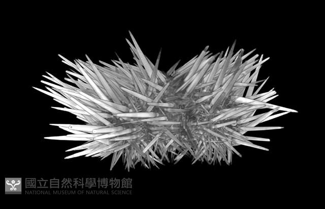 梅氏長海膽藏品圖，第10張