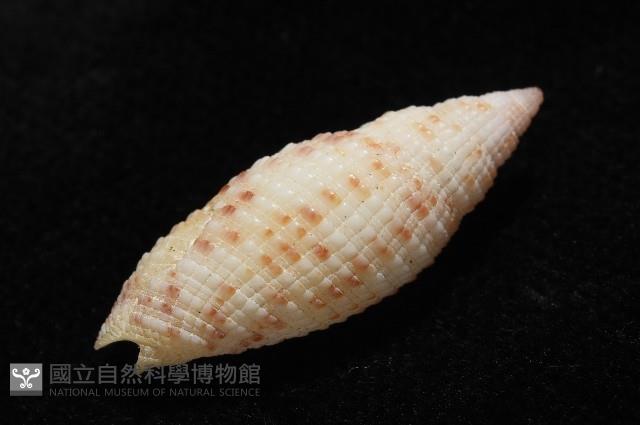 蝶斑筆螺藏品圖，第10張
