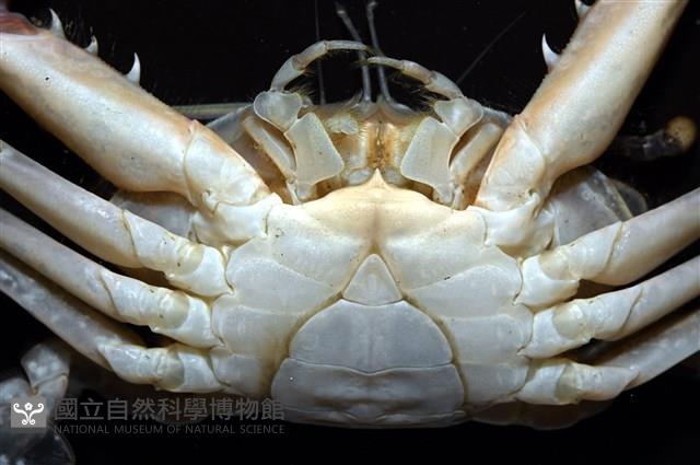 看守長眼蟹藏品圖，第10張