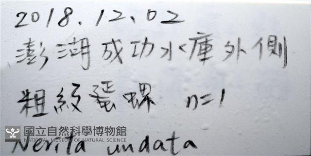 高腰蜑螺藏品圖，第10張