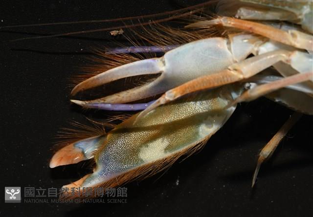 劍脊槍蝦藏品圖，第10張