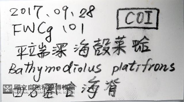 平端深海殼菜蛤藏品圖，第10張