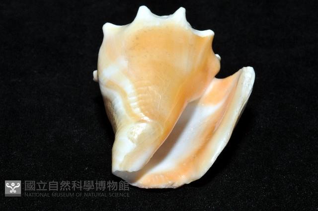 金拳鳳凰螺藏品圖，第10張