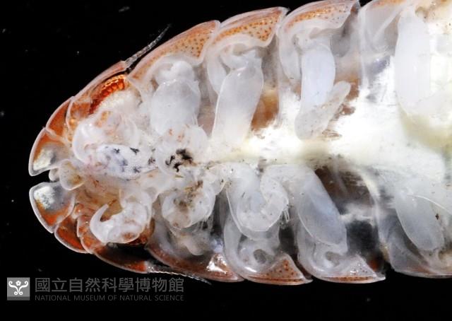 道氏紡錘水虱藏品圖，第10張