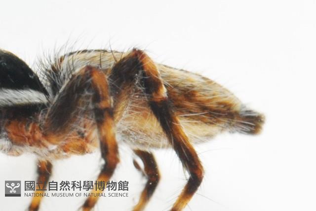 雙帶扁蠅虎藏品圖，第10張