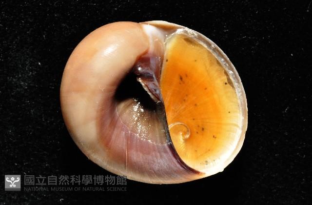 未知種扁玉螺藏品圖，第10張