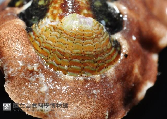 索氏眼鏡石鱉藏品圖，第10張