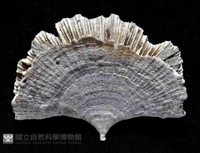 雀尾扇形珊瑚藏品圖，第10張
