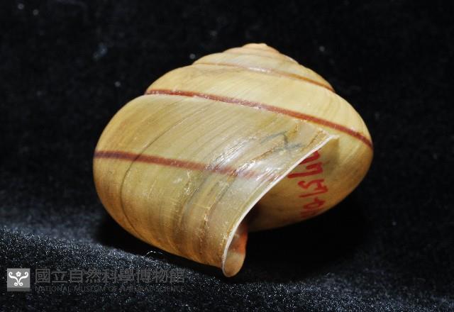 金崙栗蝸藏品圖，第10張