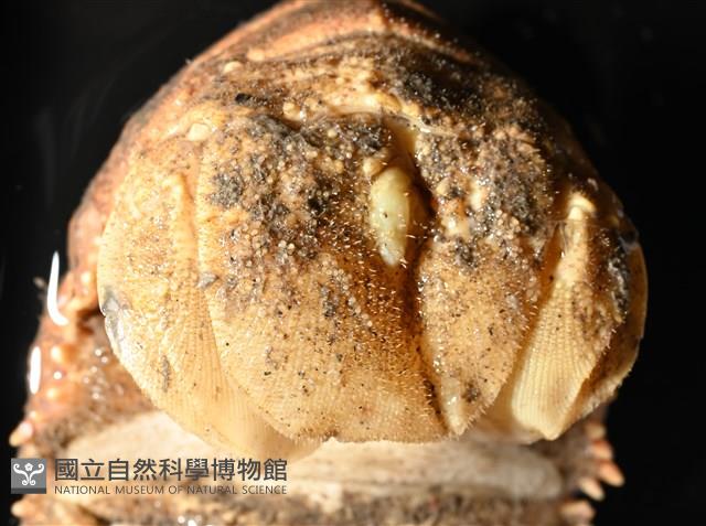 韓氏擬蟬蝦藏品圖，第10張