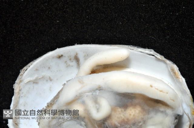 索足蛤藏品圖，第10張