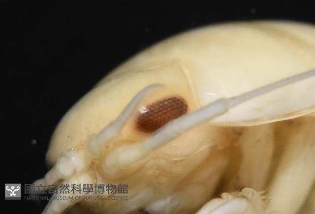 道氏紡錘水虱藏品圖，第10張