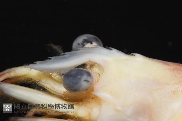 貪食沼蝦藏品圖，第10張