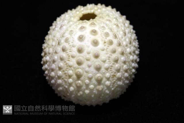 梅氏長海膽藏品圖，第10張