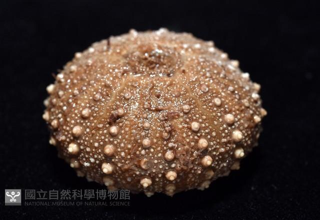 魯氏硬海膽藏品圖，第10張