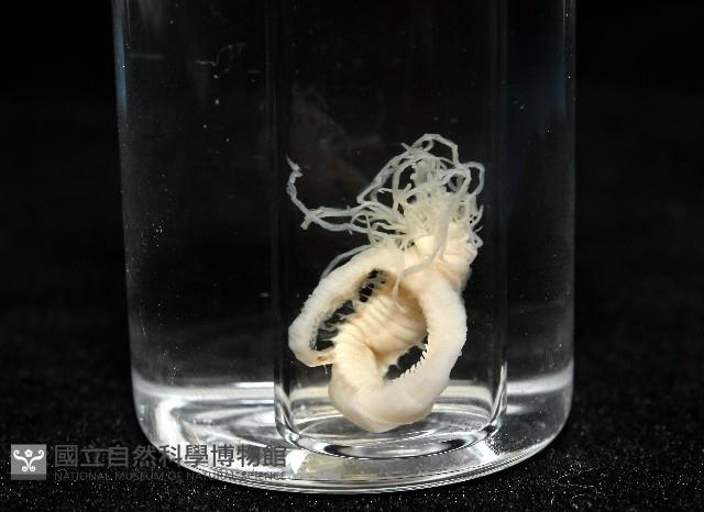 未知種蟄龍介蟲藏品圖，第10張