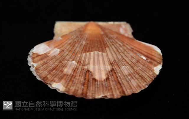 箱形海扇蛤藏品圖，第10張