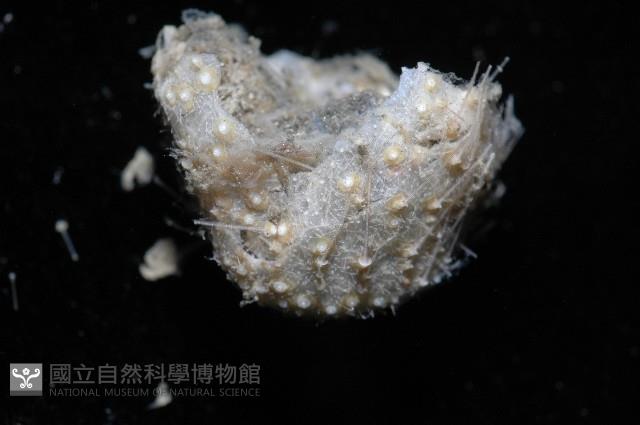 小葫蘆海膽藏品圖，第10張
