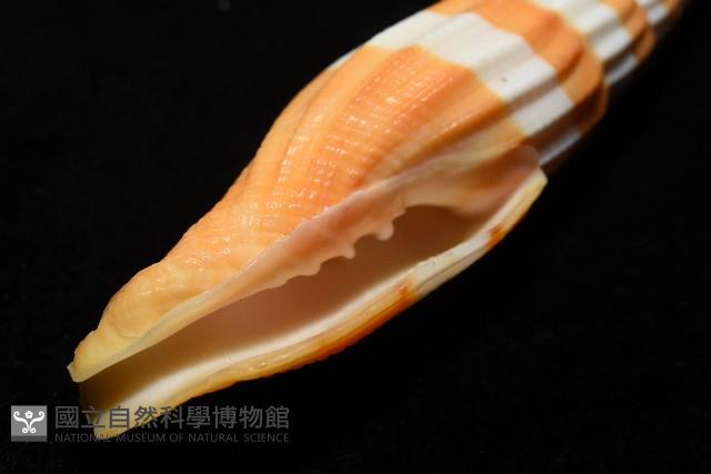 登錄號:007819-00120藏品圖，第10張