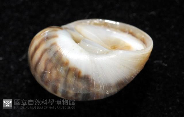 小灰玉螺藏品圖，第10張