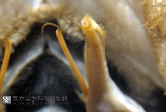 武裝深海蟹藏品圖，第10張