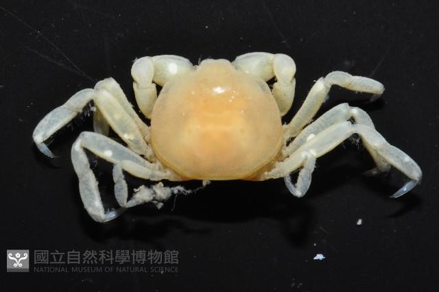 中華蚶豆蟹藏品圖，第10張