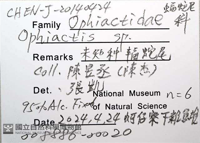 未知種輻蛇尾藏品圖，第10張