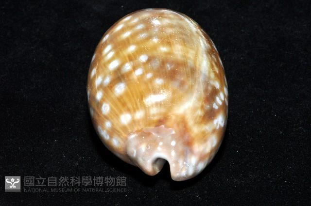 鹿斑寶螺藏品圖，第10張