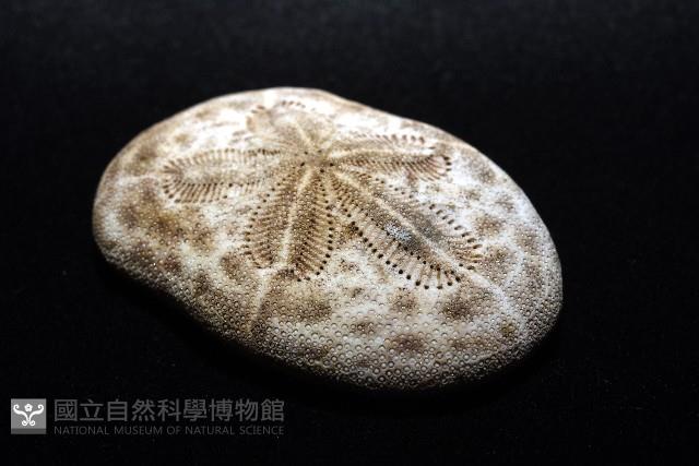 網楯海膽藏品圖，第10張