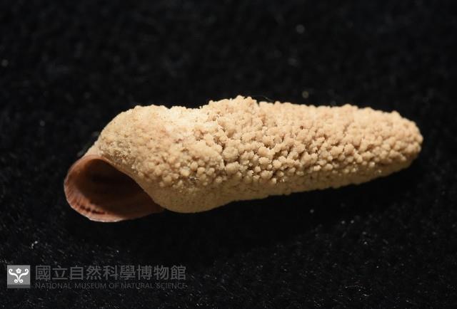 錐蜷藏品圖，第10張