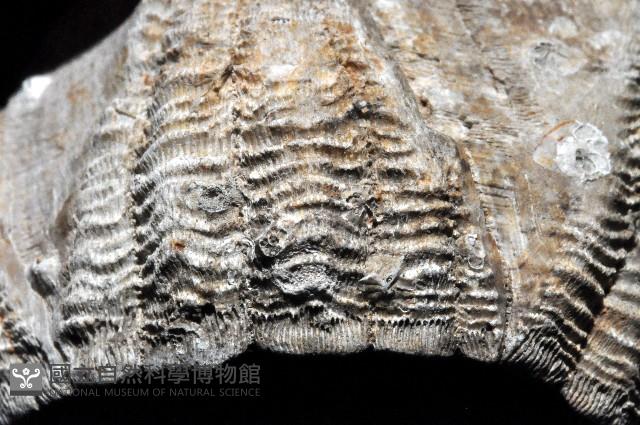 桶冠鯨藤壺藏品圖，第10張