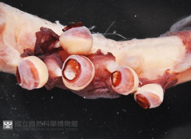 奇妙帆魷藏品圖，第10張