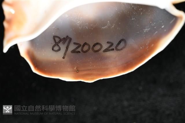 皮氏鳳螺藏品圖，第10張