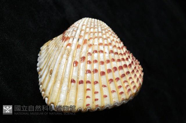 草莓鳥尾蛤藏品圖，第10張