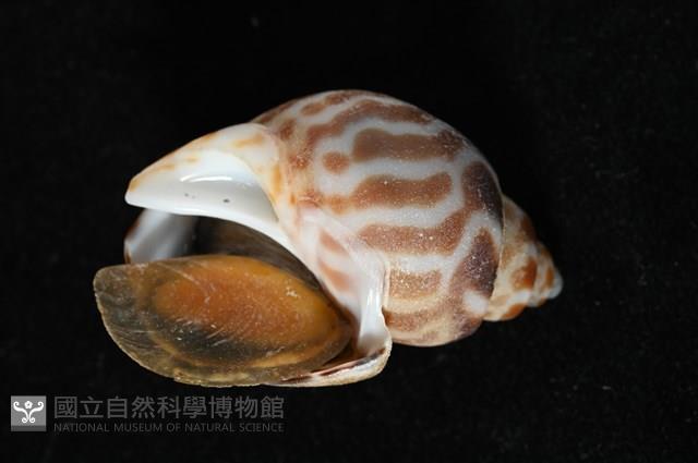 深溝鳳螺藏品圖，第10張