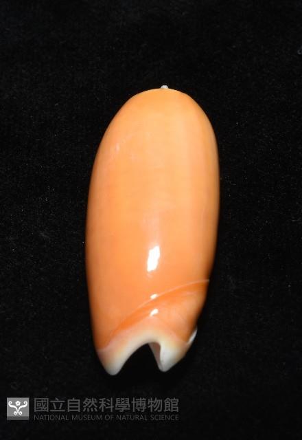 登錄號:007819-00130藏品圖，第10張