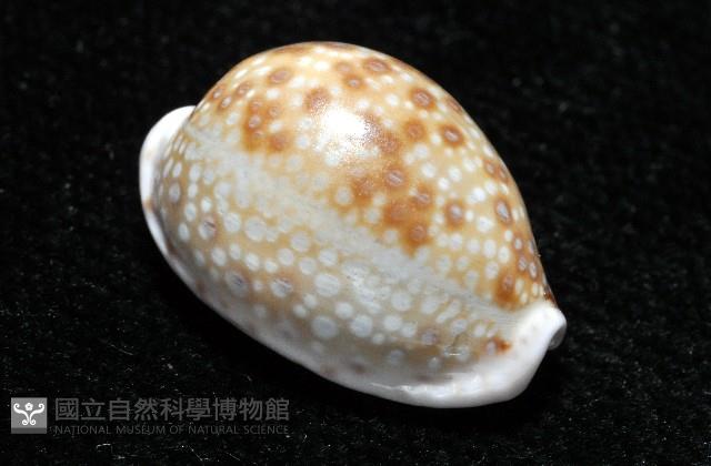紫緣寶螺藏品圖，第10張