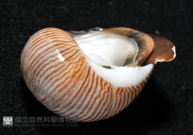 細紋玉螺藏品圖，第10張