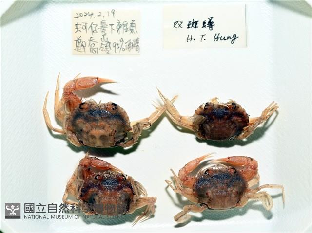 雙斑蟳藏品圖，第10張