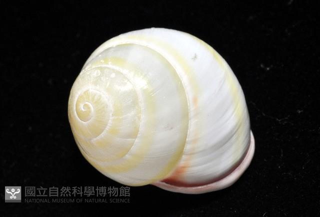 環紋光澤蝸牛藏品圖，第10張