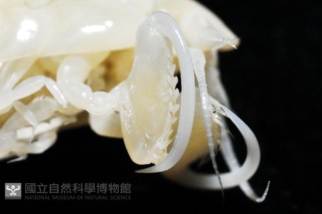 未知種深海鉤蝦藏品圖，第10張