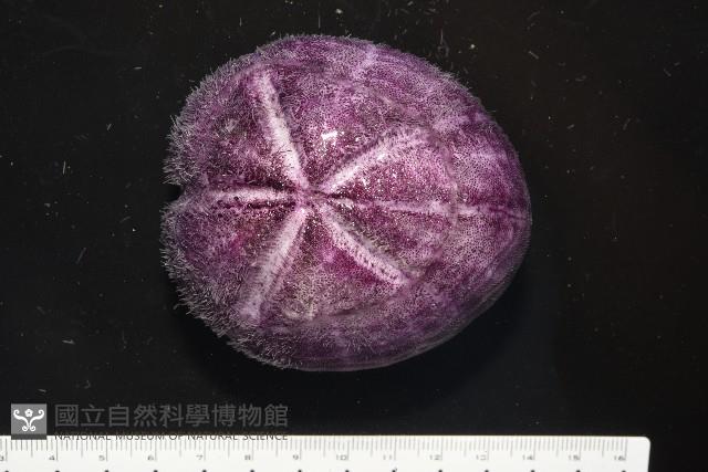 中華釜海膽藏品圖，第10張