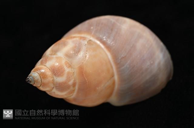 錫蘭鳳螺藏品圖，第10張