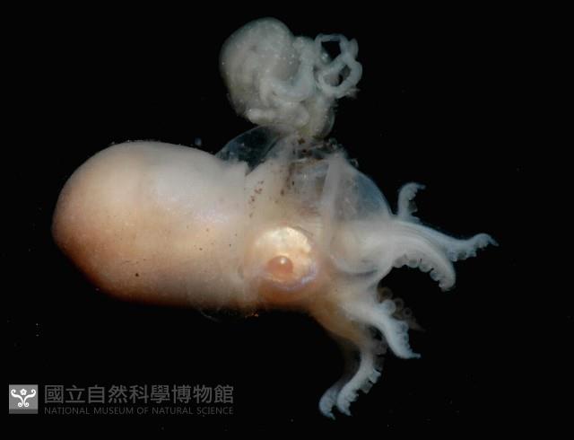 未知種船蛸藏品圖，第10張