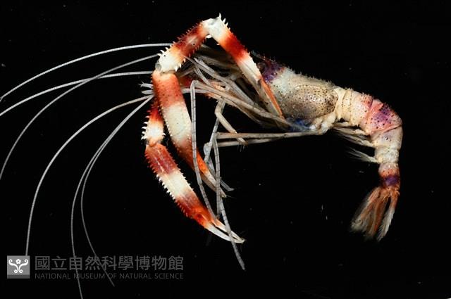 猥蝦(櫻花蝦)藏品圖，第10張
